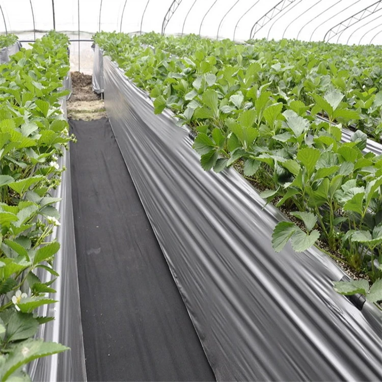Silver Black Mulch Film suppliers